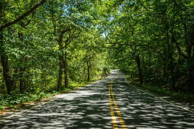 Cape Cod 'daki Race Point Road' un yaz ortası manzarası. Provincetown, Massachusetts 'in dışında..