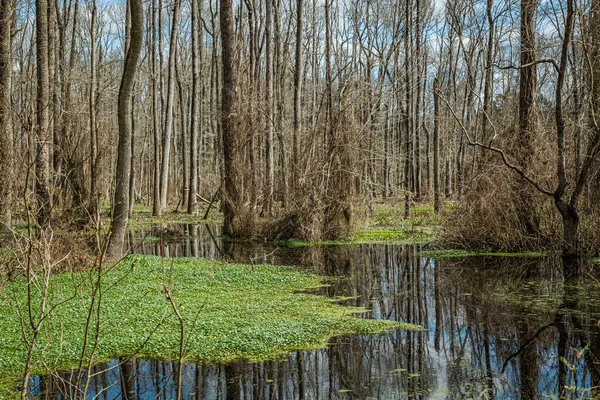 Cypress Trees Wisteria Vines Inhabit Swamp Southeastern Georgia — Stock Photo, Image