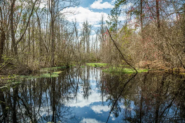 Cypress Trees and Wisteria Vines inhabit a swamp in southeastern Georgia.