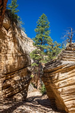 Lick Wash, Utah Kane County 'deki Grand Staircase-Escalante Ulusal Anıtı' ndaki ani sel baskınlarından dolayı kaya duvarlarının aşınmasıyla oluşmuş bir kanal..