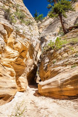Lick Wash, Utah Kane County 'deki Grand Staircase-Escalante Ulusal Anıtı' ndaki ani sel baskınlarından dolayı kaya duvarlarının aşınmasıyla oluşmuş bir kanal..