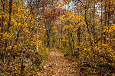 Virginia 'daki Shenandoah Milli Parkı' ndaki Fishers Geçidi 'nin yakınındaki Big Meadows At Yolu boyunca sonbahar yaprağı rengi değişiyor..