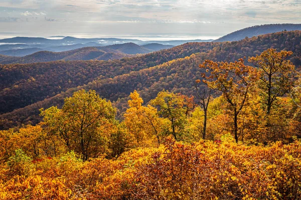 Shenandoah Ulusal Parkı ve parkın ünlü Skyline Drive Buck Hollow Overlook 'undan Blue Ridge Dağları manzarası.