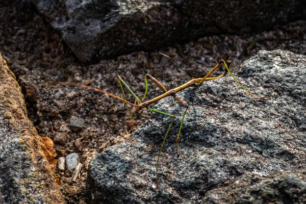 A walking stick insect on a stone wall at Shenandoah National Park in Virginia.