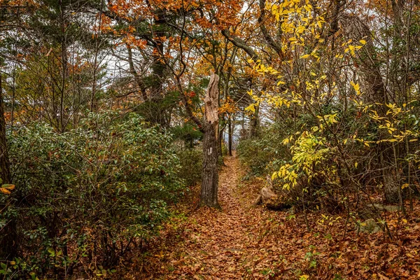 Sentier Des Appalaches Serpente Travers Cent Milles Parc National Shenandoah — Photo