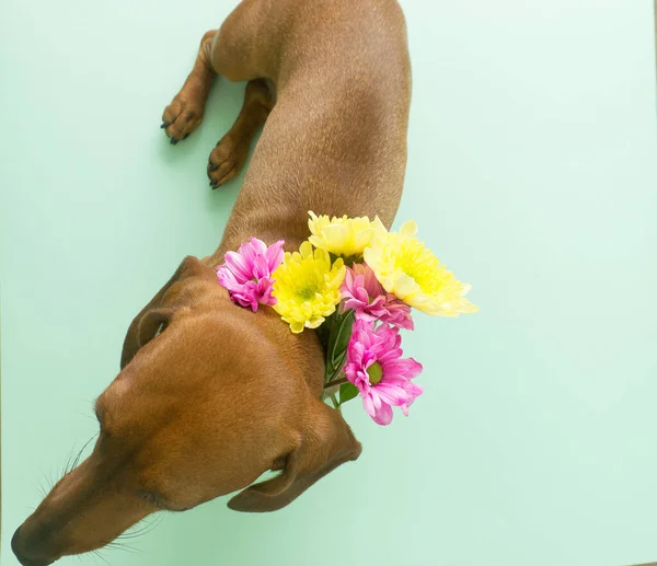 Renkli taze papatya çiçekleriyle süslü, yaratıcı kahverengi dachshund konsepti.