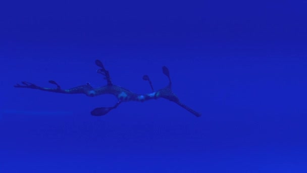 Κοινή seadragon weedy υποβρύχια κολύμβηση — Αρχείο Βίντεο