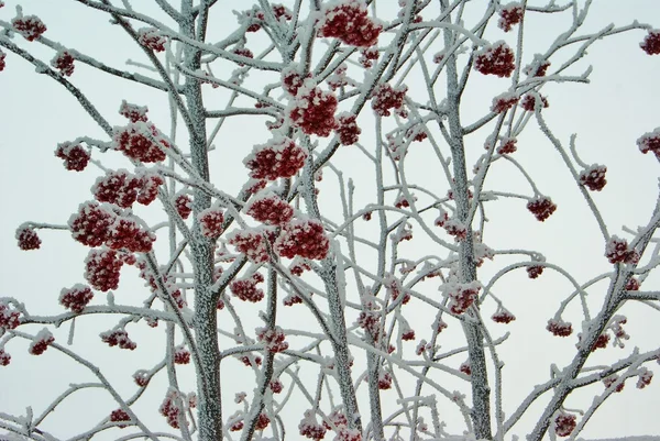 Ледяная красная рябина — стоковое фото