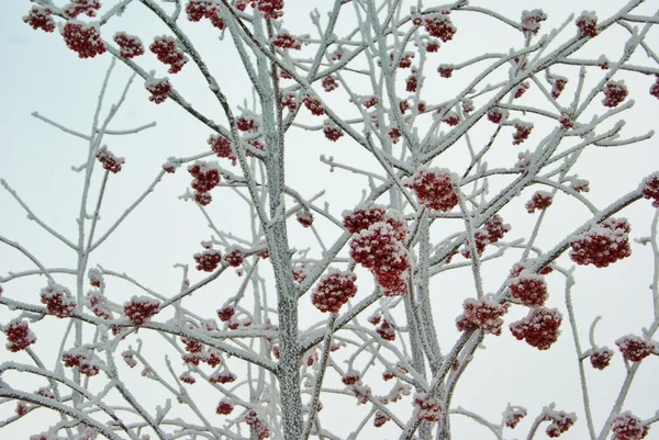 Ледяная красная рябина — стоковое фото