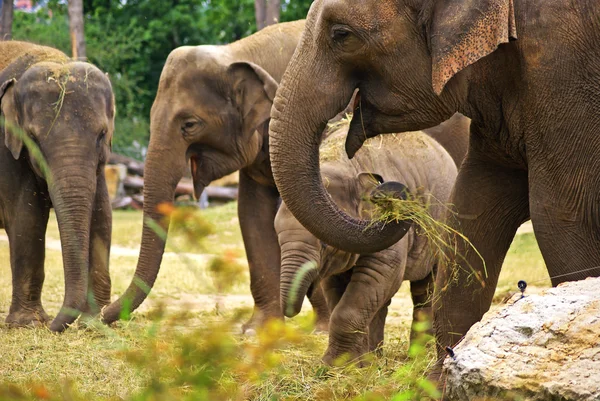 Éléphants au ZOO — Photo