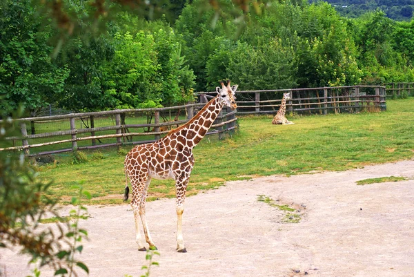 Girafes au zoo — Photo