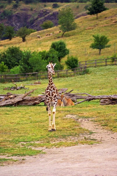 Girafes au zoo — Photo