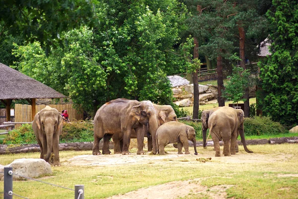 Éléphants au ZOO — Photo