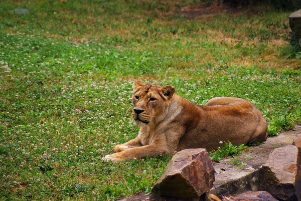 Young lioness — Stock Photo, Image