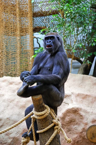 Gorila femenino — Foto de Stock