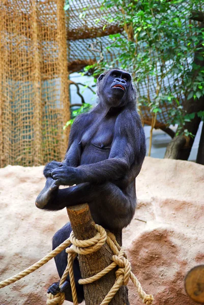 Jeune gorille femelle — Photo