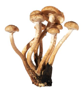 İzole üzerinde beyaz arka plan Armillaria mellea bal mantar mantar