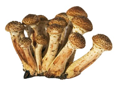 İzole üzerinde beyaz arka plan Armillaria mellea bal mantar mantar