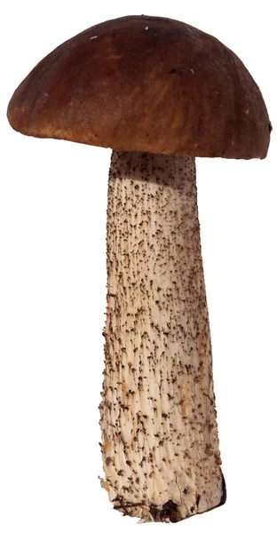 Drsné vyplynuly Hřib houby izolované na bílém pozadí — Stock fotografie