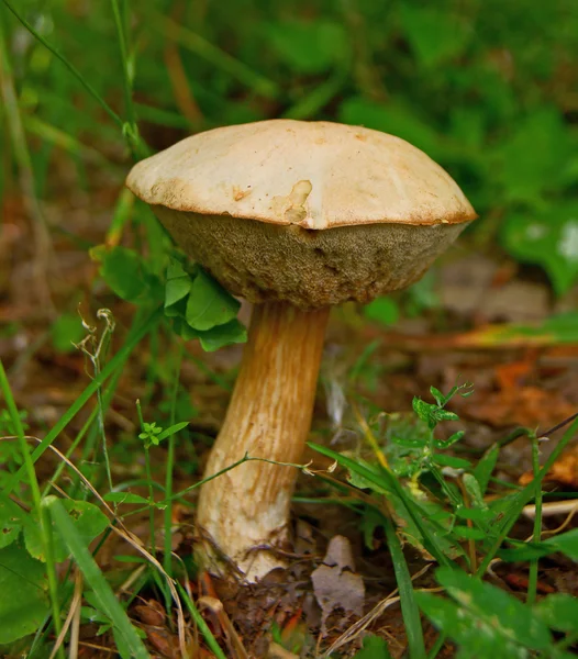 Leccinum holopus bříza Hřib houby — Stock fotografie