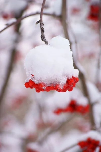 Ровенская ягода под снегом — стоковое фото