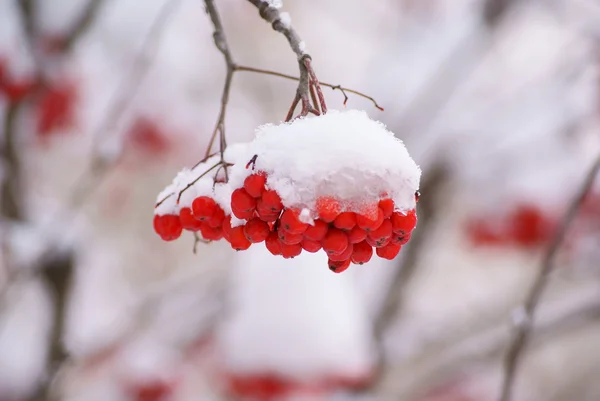 Роуэн Дерево Ягоды Brunsh Ледяной Крышкой Белого Снега Винограда Фон — стоковое фото