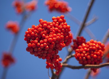 Rowan ağacı kırmızı demet