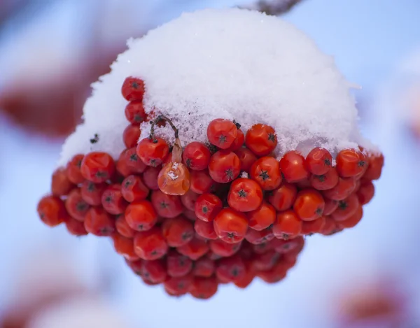 Красные Грозди Рованских Ягод Зимой Солнечный День — стоковое фото