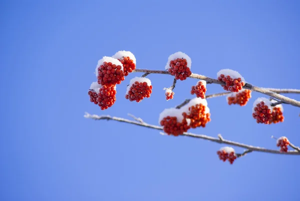 Красные Грозди Рованских Ягод Зимой Солнечный День — стоковое фото