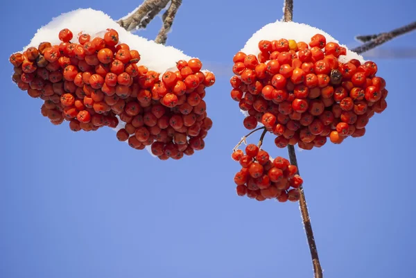 Rowan bessen trossen takken winter — Stockfoto