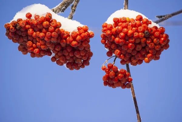 Vogelbeeren Bündel Zweige Winter — Stockfoto