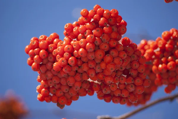 Rowan bacche grappoli rami inverno — Foto Stock