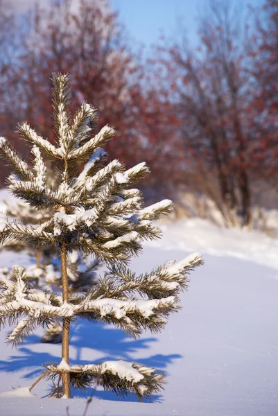 Маленькая сосна, покрытая снегом — стоковое фото