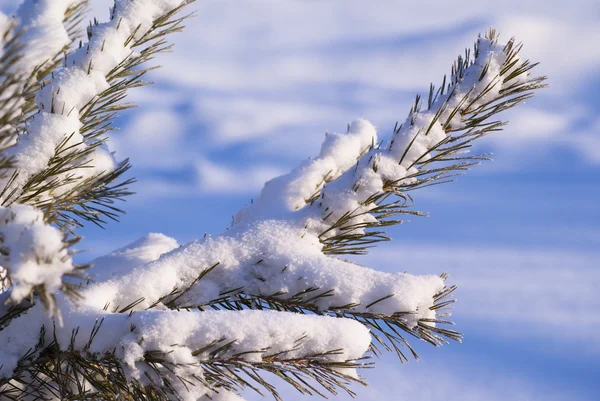 Замороженные сосновые ветви покрыты морозом и снегом крупным планом — стоковое фото