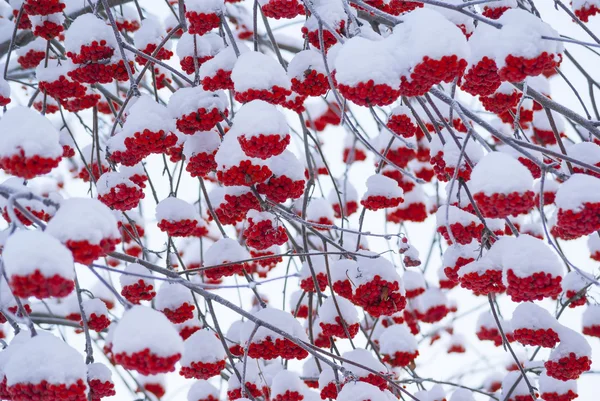 Rowan bouquets d'arbres sous fond de neige Image En Vente