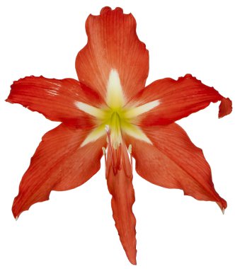 Çiçek tomurcuk Hippeastrum beyaz arka plan üzerinde