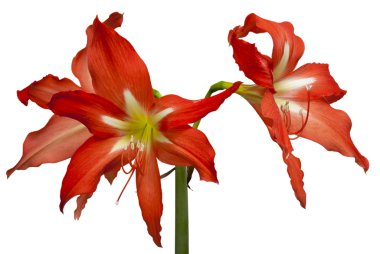 Önümüzdeki Hippeastrum çiçek