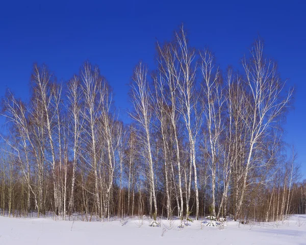 Uitzicht op besneeuwde berk bos in de winter — Stockfoto