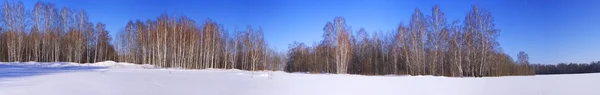 Vue panoramique des champs enneigés et de la forêt de bouleaux en hiver Photo De Stock