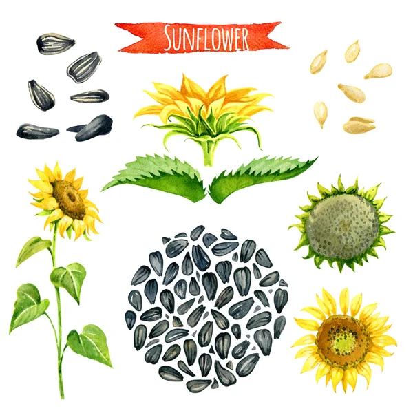 Sunflower, hand-painted watercolor set — Stock Photo, Image