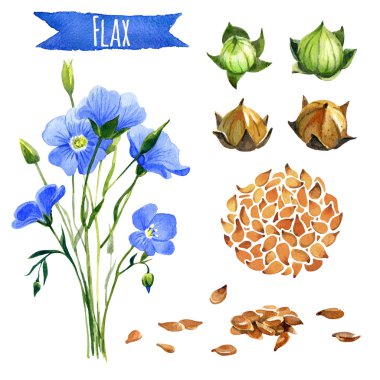Flax, hand-painted watercolor set clipart