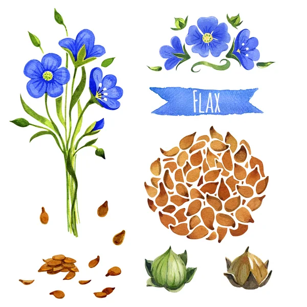 Flax, hand-painted watercolor set — Stock Photo, Image