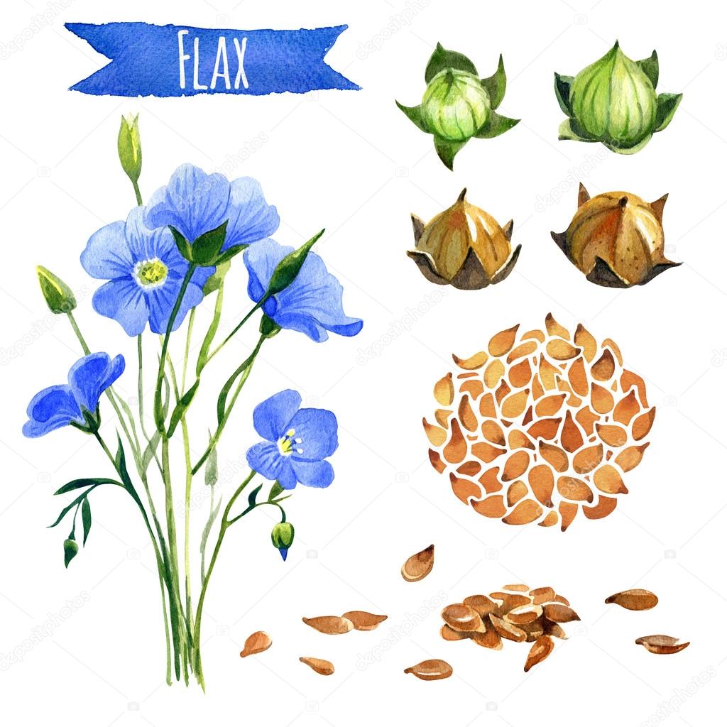 Flax, hand-painted watercolor set