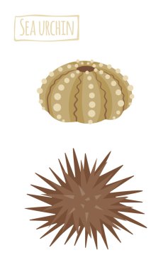 Sea urchin, vector cartoon illustration clipart