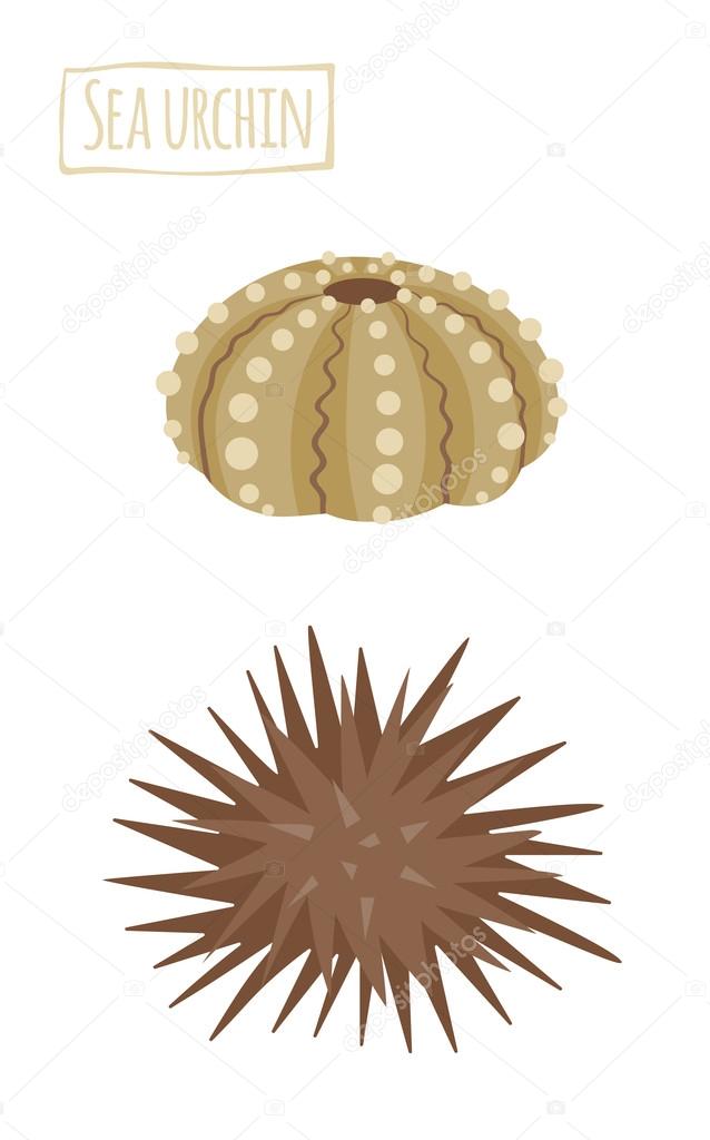 Sea urchin, vector cartoon illustration