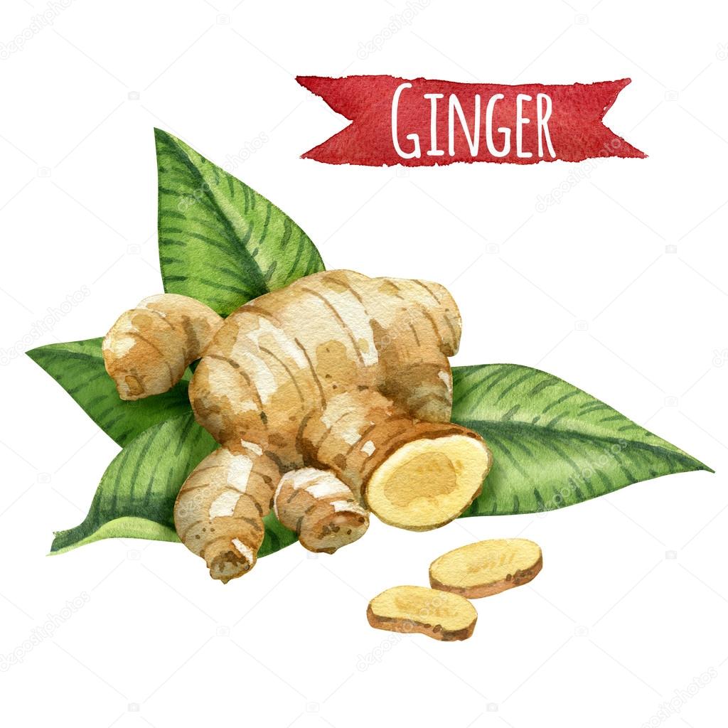 Ginger root watercolor illustration with clipping path