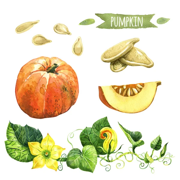 Pumpkin, hand-painted watercolor set — Stock Photo, Image