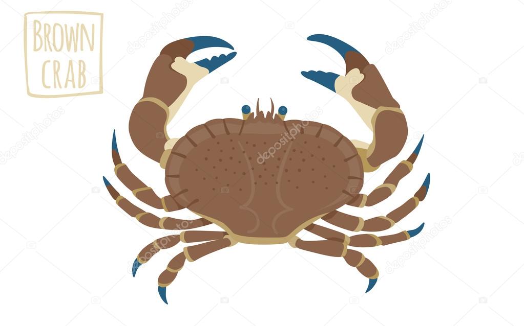 Рука бур краба. Brown Crab. Бурый краб. Бур для краба. Краб коричневый рисунок для детей.
