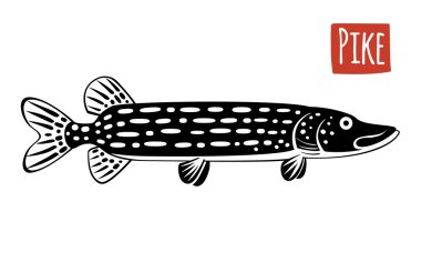 Pike, vektör karikatür çizim  