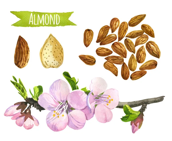 Almond, watercolor set, vector clipping paths included — Stock Photo, Image